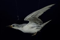 Red-tailed Tropic Bird Collection Image, Figure 10, Total 13 Figures